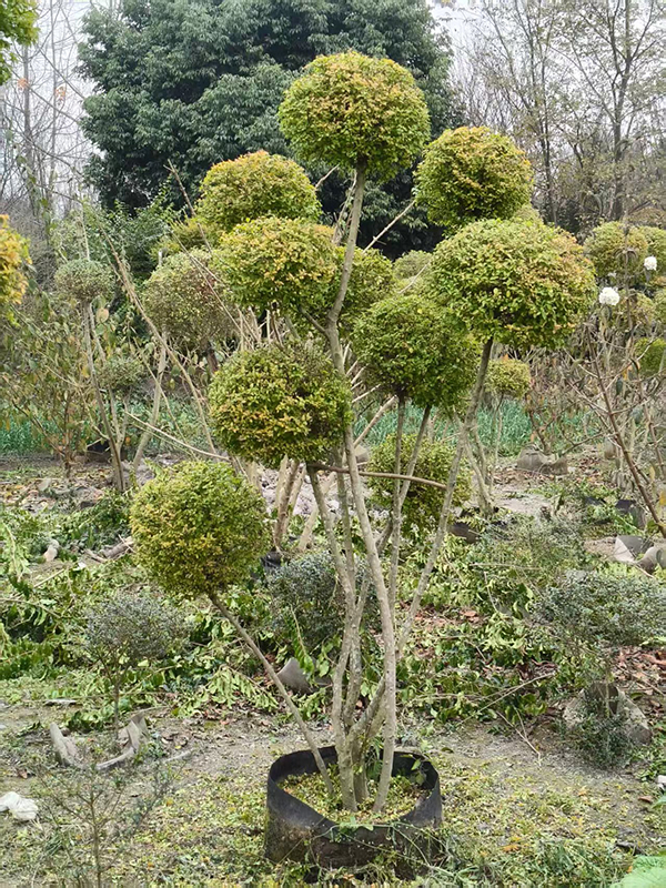 多头亮晶女祯造型