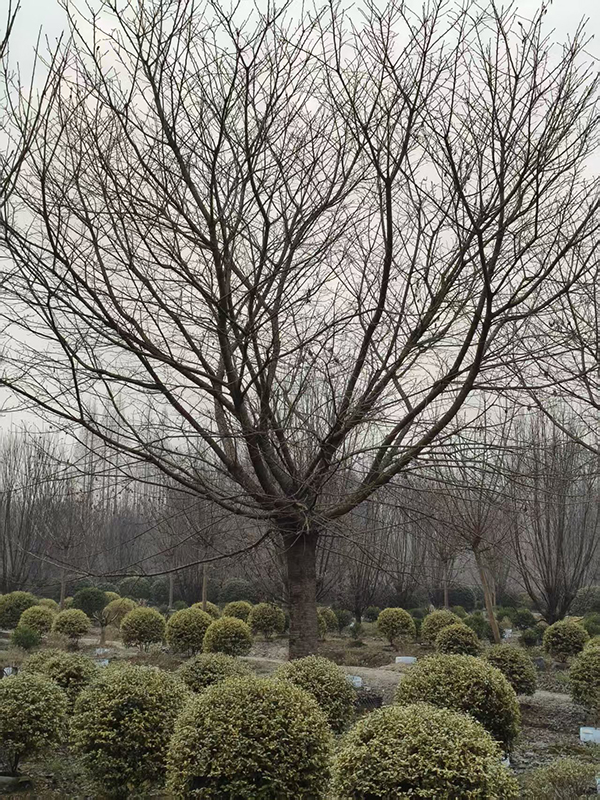 35公分精品早樱