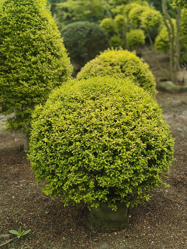 亮晶女桢塔球
