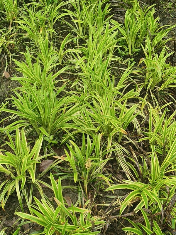 金边阔叶麦冬